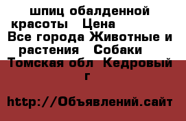 шпиц обалденной красоты › Цена ­ 22 000 - Все города Животные и растения » Собаки   . Томская обл.,Кедровый г.